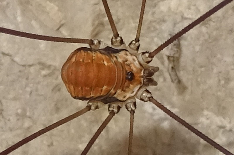 Leiobunum limbatum - Sclerosomatidae